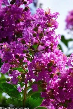 Twilight Purple Crape Myrtle - 7 Gallon Pot (4-5') -FruitTree Store lagerstroemia indica twilight purple crape myrtle tree 102