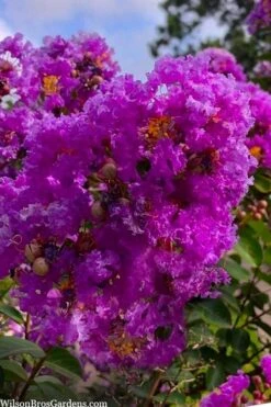 Twilight Purple Crape Myrtle - 6 Pack Of 1 Gallon Pots 13 Twilight Purple Crape Myrtle - 6 Pack Of 1 Gallon Pots -FruitTree Store lagerstroemia indica twilight purple crape myrtle tree 103 4