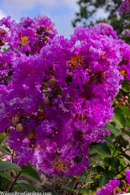 Twilight Purple Crape Myrtle - 6 Pack Of 1 Gallon Pots 7 Twilight Purple Crape Myrtle - 6 Pack Of 1 Gallon Pots - Image 5