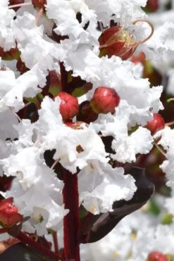 Lunar Magic Crape Myrtle Tree (Multi Trunk) - 3 Gallon Pot -FruitTree Store lagerstroemia lunar magic single trunk white crape myrtle tree 2 1