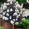 Lunar Magic Crape Myrtle Tree (Single Trunk) - 7 Gallon Pot (5-6') -FruitTree Store lagerstroemia lunar magic single trunk white crape myrtle tree 5