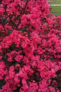 My Fair Myrtle Crape Myrtle (Lagerstroemia) - 3 Gallon Pot -FruitTree Store lagerstroemia my fair myrtle crape myrtle 3