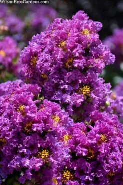 Purple Magic Crape Myrtle Tree (Multi Trunk) - 7 Gallon Pot -FruitTree Store lagerstroemia purple magic crape myrtle single trunk tree 5 1