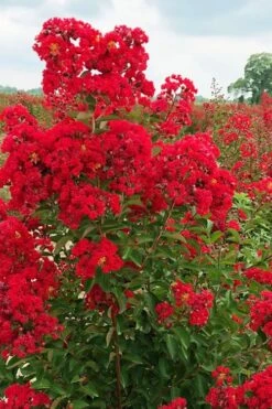 Ruffled Red Magic Crape Myrtle - 3 Gallon Pot -FruitTree Store lagerstroemia ruffled red magic crape myrtle 10