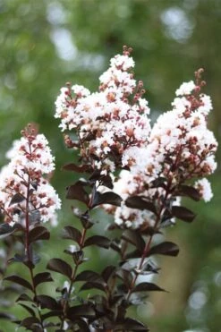 Thunderstruck White Lightning Crape Myrtle - 6 Pack Of 1 Gallon Pots 11 Thunderstruck White Lightning Crape Myrtle - 6 Pack Of 1 Gallon Pots -FruitTree Store lagerstroemia thunderstruck white lightning crape myrtle 2