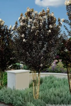 Thunderstruck White Lightning Crape Myrtle - 1 Gallon Pot 10 Thunderstruck White Lightning Crape Myrtle - 1 Gallon Pot -FruitTree Store lagerstroemia thunderstruck white lightning crape myrtle 3 1