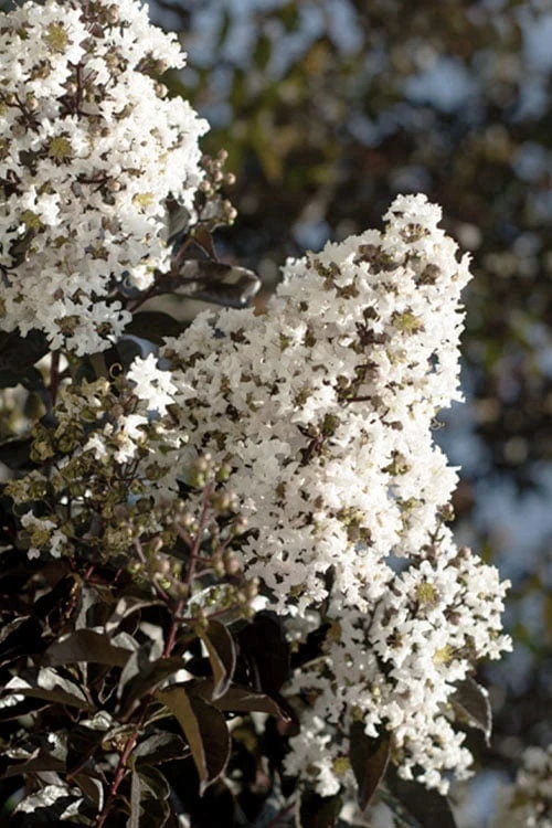 Thunderstruck White Lightning Crape Myrtle - 1 Gallon Pot 3 Thunderstruck White Lightning Crape Myrtle - 1 Gallon Pot