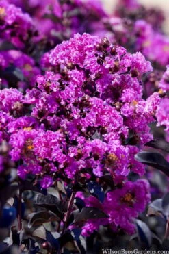 Black Diamond 'Purely Purple' Crape Myrtle - 2 Gallon Pot -FruitTree Store lagestroemia indica purely purple black diamond crape myrtle 1