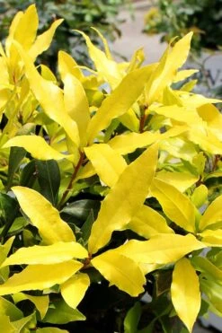 Sicilian Sunshine Sweet Bay Laurel (Laurus Nobilis) - 1 Gallon Pot 11 Sicilian Sunshine Sweet Bay Laurel (Laurus Nobilis) - 1 Gallon Pot -FruitTree Store laurus nobilis sicilian sunshine sweet bay laurel 2