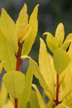 Sicilian Sunshine Sweet Bay Laurel (Laurus Nobilis) - 1 Gallon Pot 10 Sicilian Sunshine Sweet Bay Laurel (Laurus Nobilis) - 1 Gallon Pot -FruitTree Store laurus nobilis sicilian sunshine sweet bay laurel 5