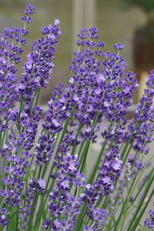 Big Time Blue Lavender - 6 Pack Of 1 Gallon Pots 7 Big Time Blue Lavender - 6 Pack Of 1 Gallon Pots - Image 6
