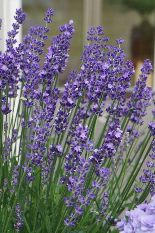 Big Time Blue Lavender - 6 Pack Of 1 Gallon Pots 5 Big Time Blue Lavender - 6 Pack Of 1 Gallon Pots - Image 4