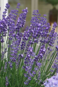 Big Time Blue Lavender - 1 Gallon Pot 11 Big Time Blue Lavender - 1 Gallon Pot -FruitTree Store lavandula angustifolia big time blue lavender 2