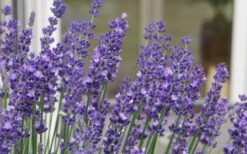 Big Time Blue Lavender - 1 Gallon Pot 12 Big Time Blue Lavender - 1 Gallon Pot -FruitTree Store lavandula angustifolia big time blue lavender 3