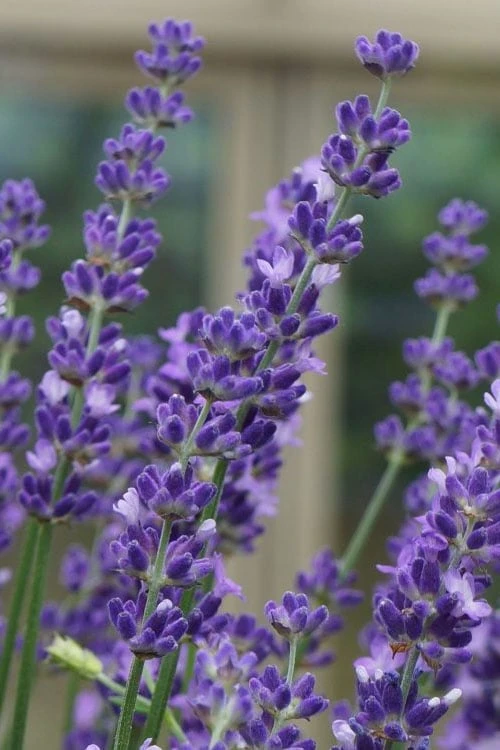 Big Time Blue Lavender - 6 Pack Of 1 Gallon Pots 2 Big Time Blue Lavender - 6 Pack Of 1 Gallon Pots