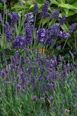 Ellagance Purple English Lavender - 5 Pack Of Quart Pots -FruitTree Store lavandula angustifolia ellagance purple english lavender 2