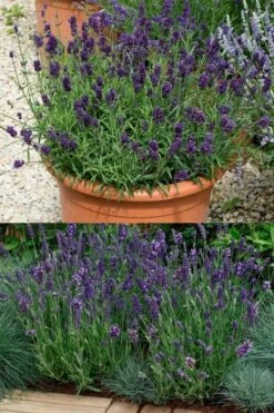 Ellagance Purple English Lavender - 5 Pack Of Quart Pots -FruitTree Store lavandula angustifolia ellagance purple english lavender 3