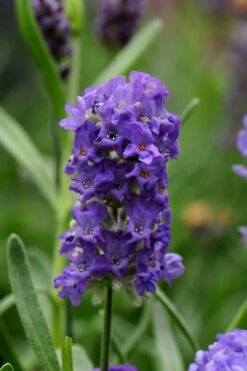 Ellagance Purple English Lavender - 5 Pack Of Quart Pots