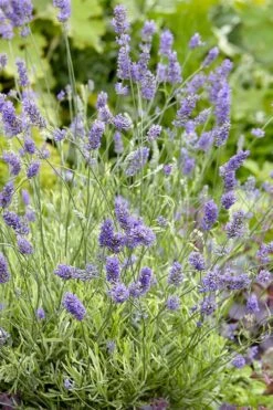 Platinum Blonde English Lavender Plant - 1 Gallon Pot -FruitTree Store lavandula angustifolia momparler platinum blonde lavender 2