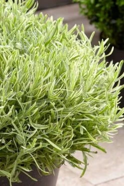 Platinum Blonde English Lavender Plant - 1 Gallon Pot -FruitTree Store lavandula angustifolia momparler platinum blonde lavender 5