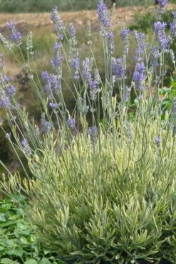 Platinum Blonde English Lavender Plant - 1 Gallon Pot -FruitTree Store lavandula angustifolia momparler platinum blonde lavender 7