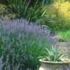 Provence French Lavender - 5 Pack Of Quart Pots 2 Provence French Lavender - 5 Pack Of Quart Pots -FruitTree Store lavandula20intermedia provencer french lavender 102