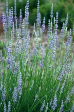 Provence French Lavender - 5 Pack Of Quart Pots 15 Provence French Lavender - 5 Pack Of Quart Pots -FruitTree Store lavandula20intermedia provencer french lavender 103
