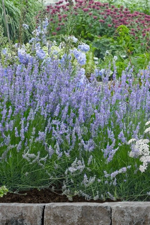 Provence French Lavender - 5 Pack Of Quart Pots 8 Provence French Lavender - 5 Pack Of Quart Pots - Image 6