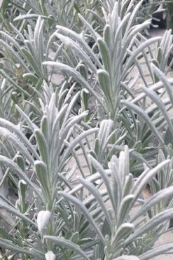 Sensational Lavender - 5 Pack Of Quart Pots -FruitTree Store lavender intermedia sensational 1 1