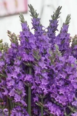Sensational Lavender - 5 Pack Of Quart Pots -FruitTree Store lavender intermedia sensational 2 1