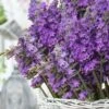 Sensational Lavender - 5 Pack Of Quart Pots 1 Sensational Lavender - 5 Pack Of Quart Pots -FruitTree Store lavender intermedia sensational 3 1