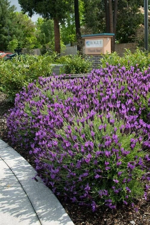 Otto Quast Spanish Lavender - 1 Gallon Pot 6 Otto Quast Spanish Lavender - 1 Gallon Pot - Image 4