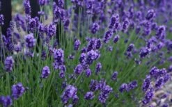 Sweet Romance English Lavender Plant - 1 Gallon Pot 15 Sweet Romance English Lavender Plant - 1 Gallon Pot -FruitTree Store lavendula angustifolia sweet romance lavender 3