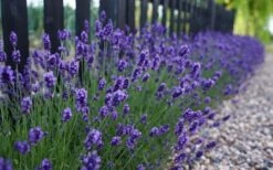 Sweet Romance English Lavender Plant - 1 Gallon Pot 14 Sweet Romance English Lavender Plant - 1 Gallon Pot -FruitTree Store lavendula angustifolia sweet romance lavender 4