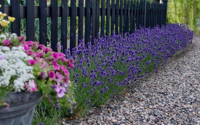Sweet Romance English Lavender Plant - 1 Gallon Pot 8 Sweet Romance English Lavender Plant - 1 Gallon Pot - Image 6