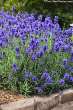 Sweet Romance English Lavender Plant - 1 Gallon Pot 19 Sweet Romance English Lavender Plant - 1 Gallon Pot -FruitTree Store lavendula angustifolia sweet romance lavender 6