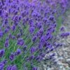 Sweet Romance English Lavender Plant - 1 Gallon Pot -FruitTree Store lavendula angustifolia sweet romance lavender 7