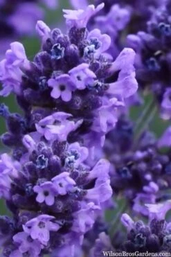 Sweet Romance English Lavender Plant - 1 Gallon Pot 18 Sweet Romance English Lavender Plant - 1 Gallon Pot -FruitTree Store lavendula angustifolia sweet romance lavender 9