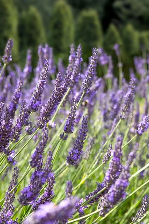 Grosso Lavender - 1 Gallon Pot 7 Grosso Lavender - 1 Gallon Pot - Image 5
