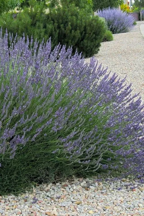 Grosso Lavender - 1 Gallon Pot 3 Grosso Lavender - 1 Gallon Pot