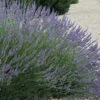 Grosso Lavender - 10" Patio Pot 1 Grosso Lavender - 10" Patio Pot -FruitTree Store lavendula intermedia grosso french lavender 3 2