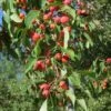 American Sweet Crabapple Tree (Malus Coronaria) - 1 Gallon Pot 1 American Sweet Crabapple Tree (Malus Coronaria) - 1 Gallon Pot -FruitTree Store malus coronaria american sweet crabapple 4