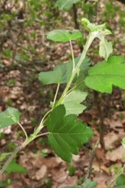 American Sweet Crabapple Tree (Malus Coronaria) - 1 Gallon Pot -FruitTree Store malus coronaria american sweet crabapple 5