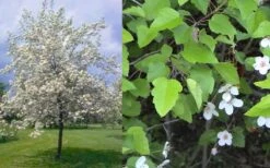 American Sweet Crabapple Tree (Malus Coronaria) - 1 Gallon Pot -FruitTree Store malus coronaria american sweet crabapple 6