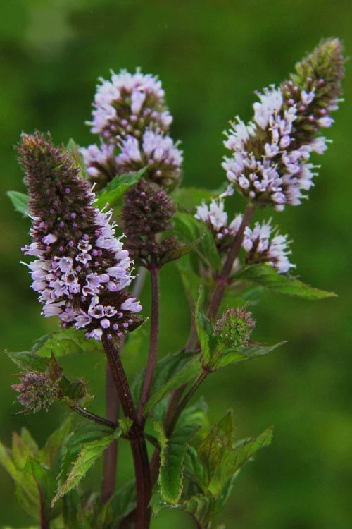 Chocolate Mint Plant - 4 Pack Of Quart Pots 6 Chocolate Mint Plant - 4 Pack Of Quart Pots - Image 4
