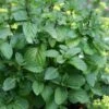 Orange Mint Plant - 4 Pack Of Quart Pots -FruitTree Store mentha piperita citrata orange mint 1