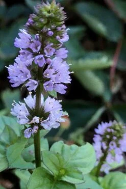 Orange Mint Plant - 4 Pack Of Quart Pots -FruitTree Store mentha piperita citrata orange mint 5
