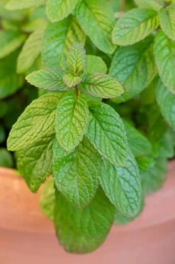 The Best Spearmint (Mentha Spicata 'Mint The Best)) - 6 Pack Of Pint Pots -FruitTree Store mentha spicata mint the best spearmint 1