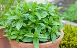 The Best Spearmint (Mentha Spicata 'Mint The Best)) - 6 Pack Of Pint Pots -FruitTree Store mentha spicata mint the best spearmint 2