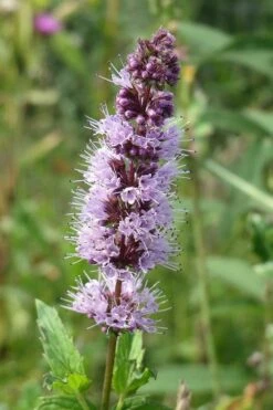 The Best Spearmint (Mentha Spicata 'Mint The Best)) - 6 Pack Of Pint Pots -FruitTree Store mentha spicata mint the best spearmint 4